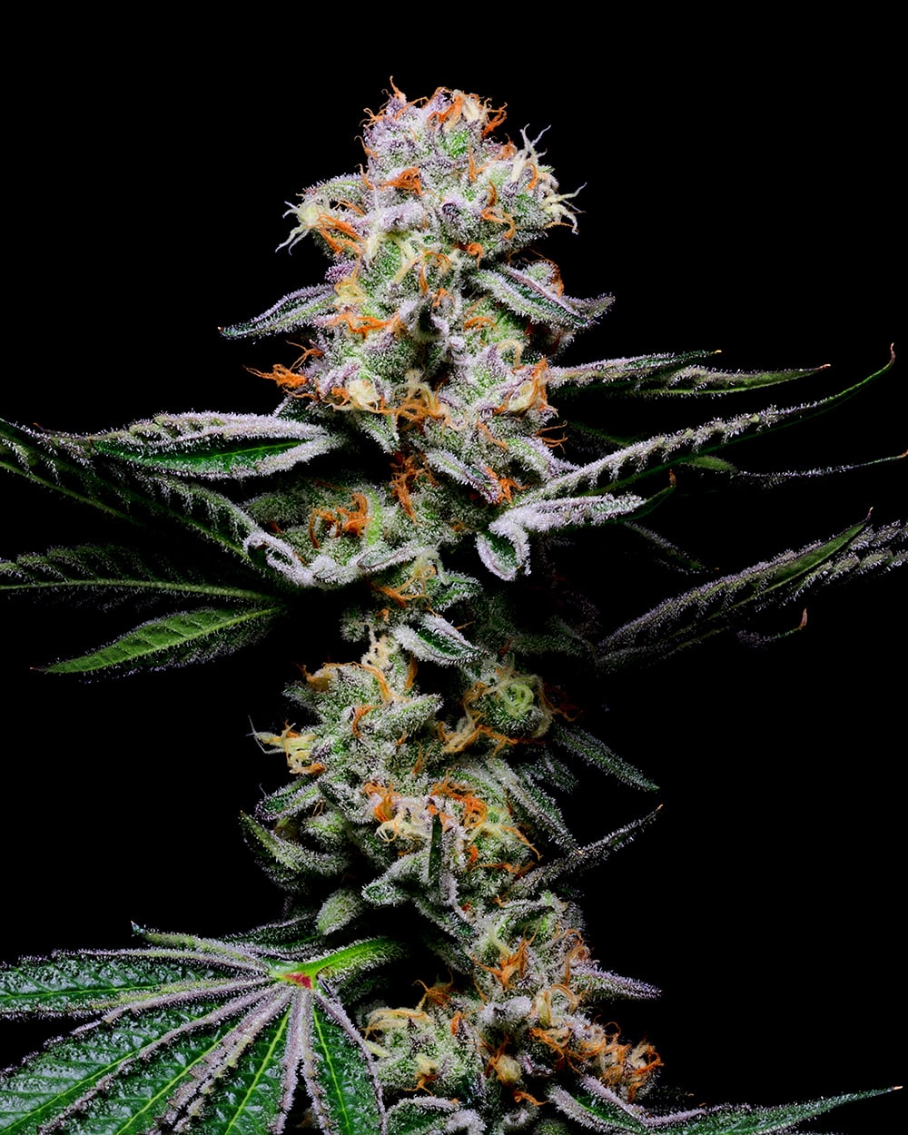 Grapefruitz ( 6 Pack )
