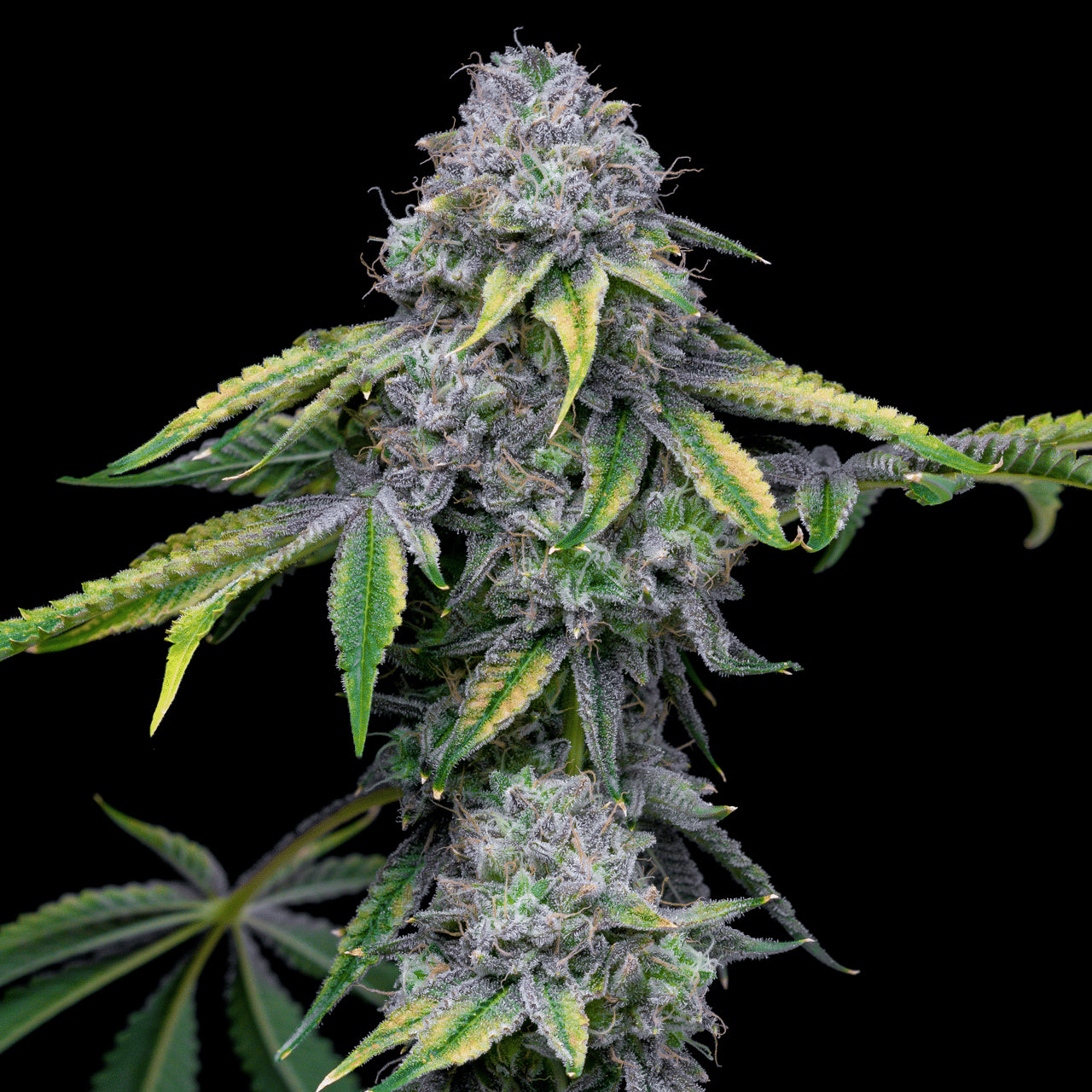 Sour Dubb X Hollywood ( 6 Pack )