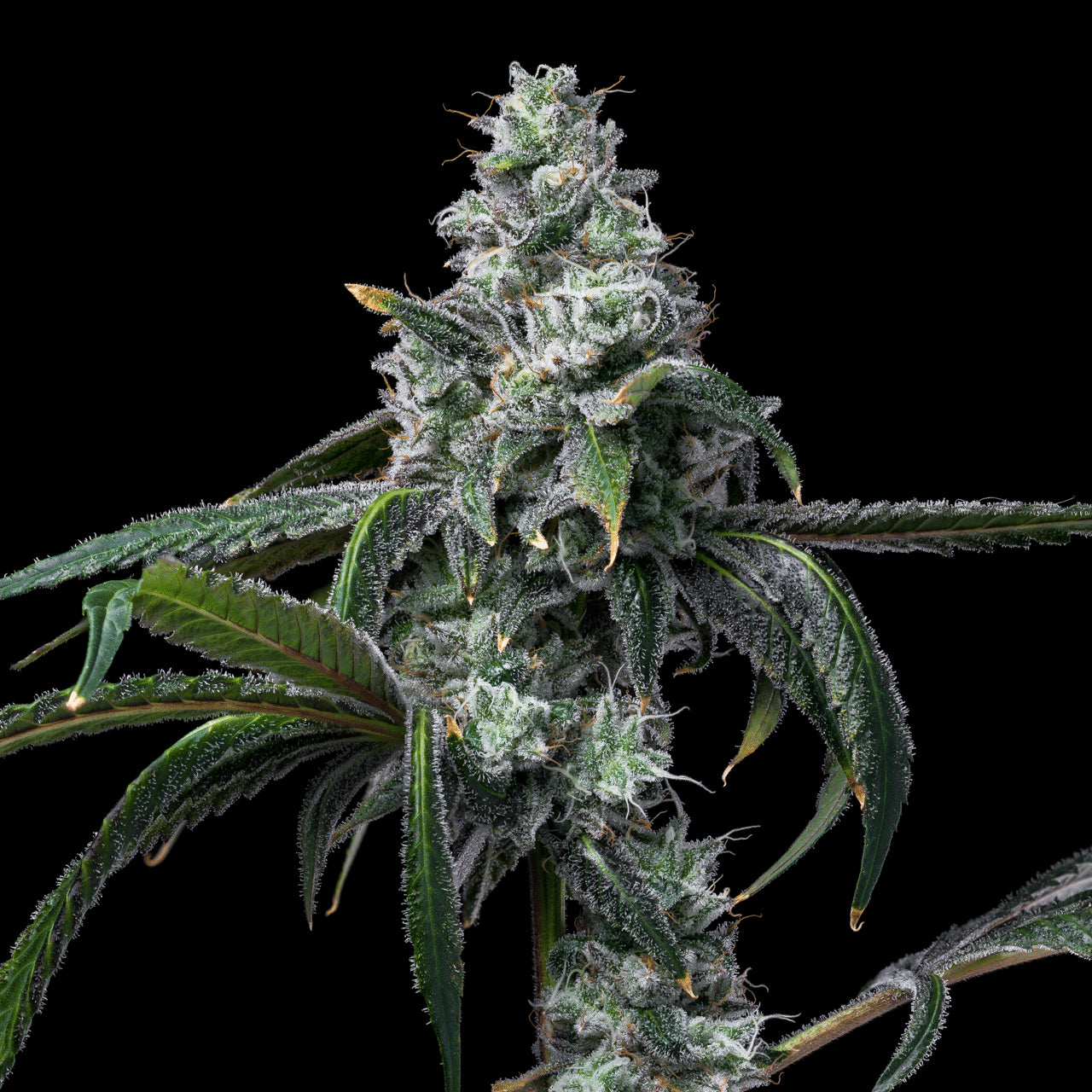 UK Cheese X Hollywood ( 6 Pack )