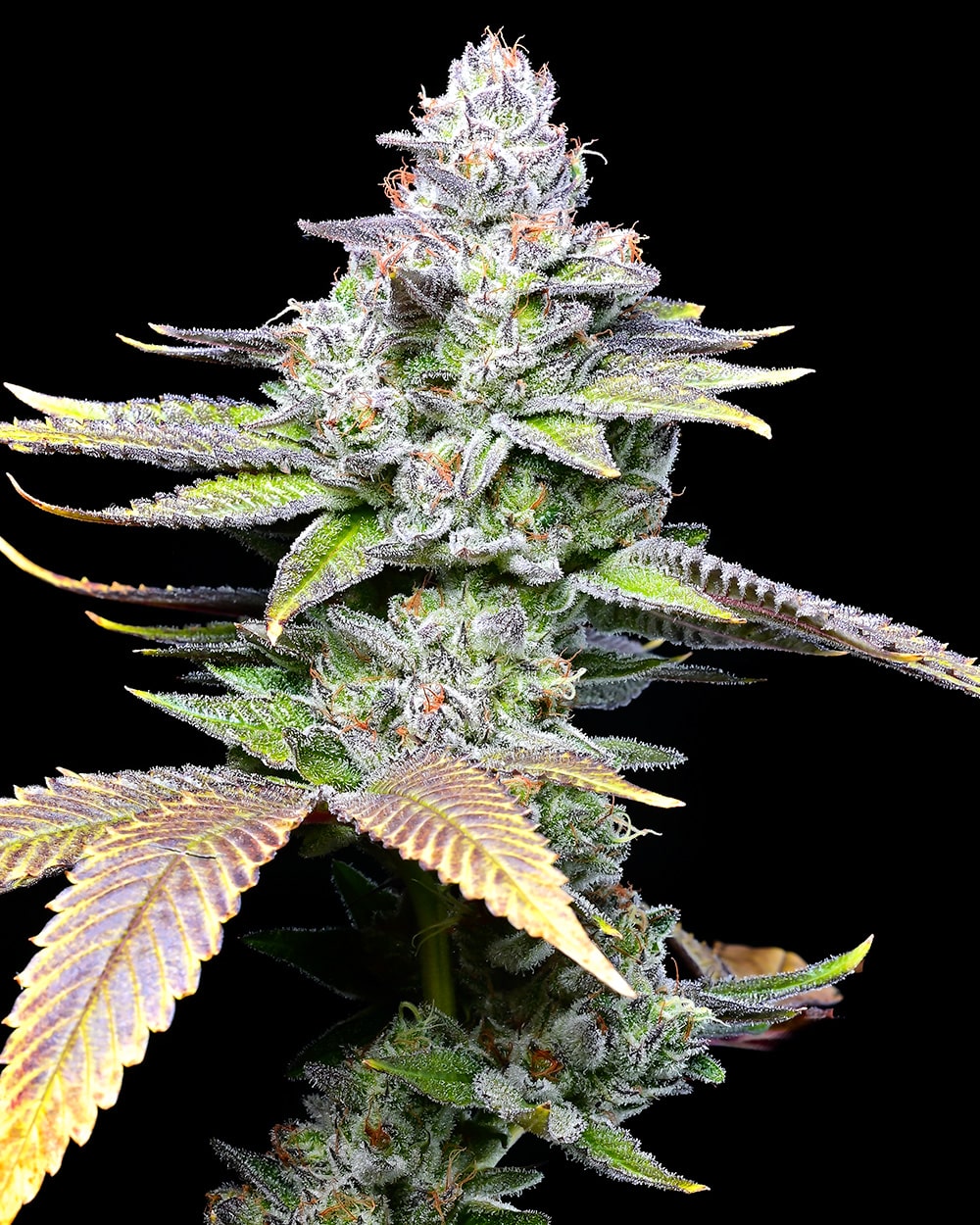 White Sherb ( 6 Pack )