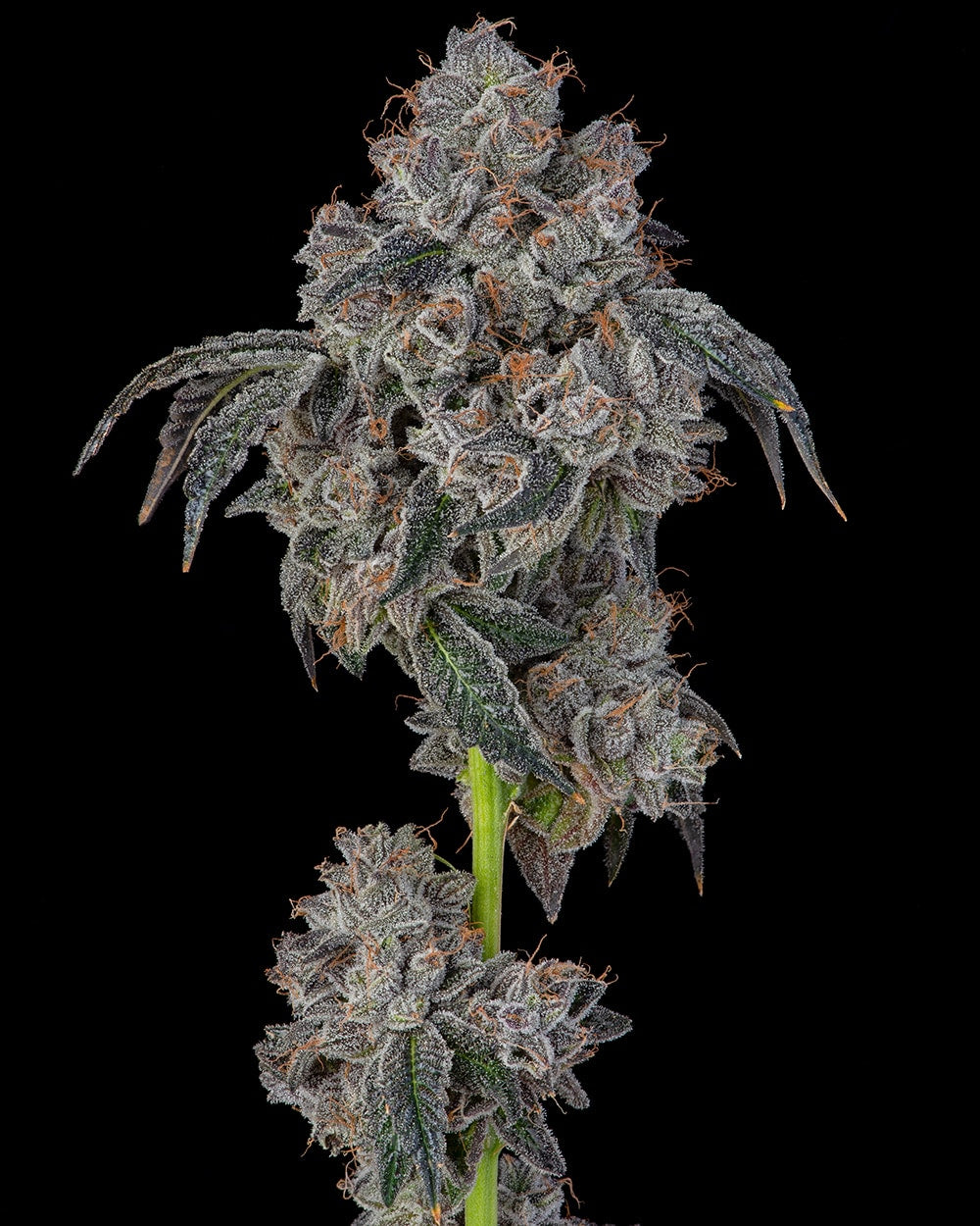 Blueberry Cherries ( 6 Pack )
