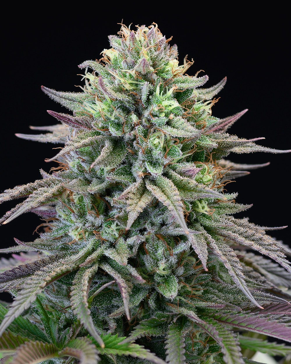Cherry Cooks ( 6 Pack )