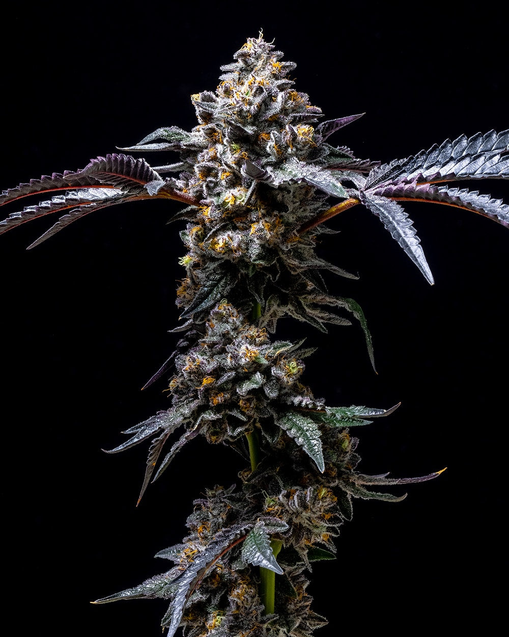 Lemon Cherry Pop ( 6 Pack )