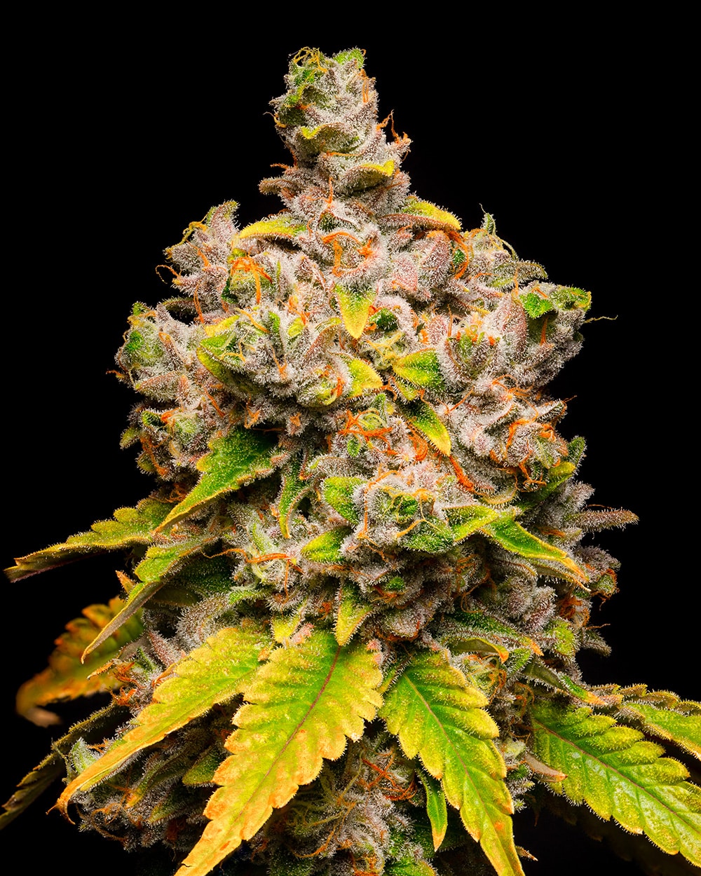 Lemon Cherry Sherb ( 6 Pack )