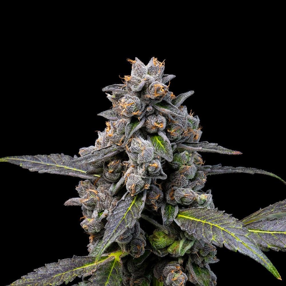 Pink Passion Fruit ( 6 Pack )